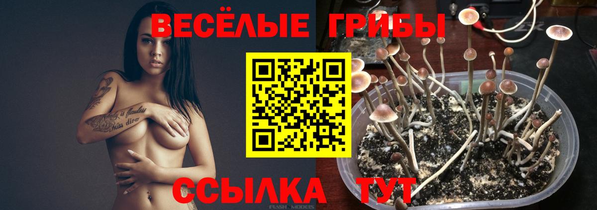 Псилоцибиновые грибы мицелий  Стерлитамак 